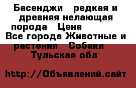 Басенджи - редкая и древняя нелающая порода › Цена ­ 50 000 - Все города Животные и растения » Собаки   . Тульская обл.